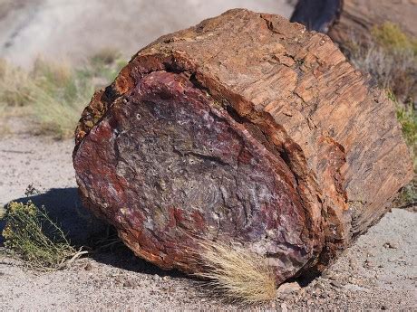 250 Petrified forest Stock Pictures, Editorial Images and Stock Photos ...