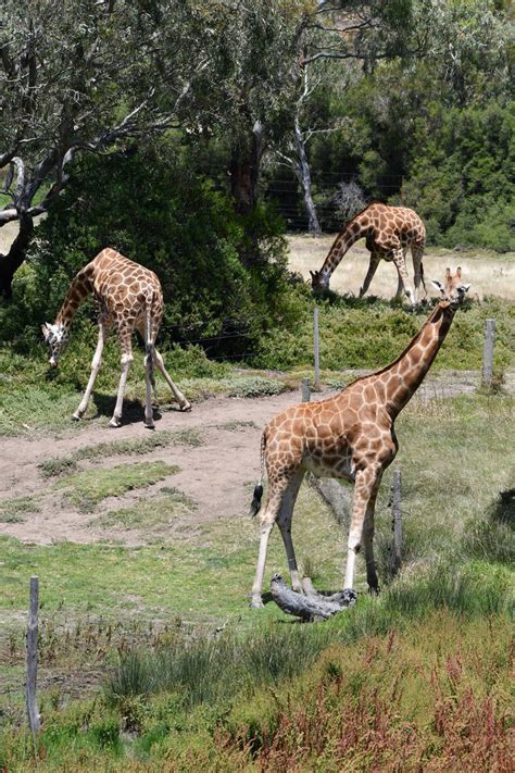 Triple Giraffe (Enclosure) by TheBootesArtVoid on DeviantArt