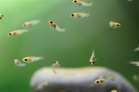 Baby guppies and mollies !! | in Telford, Shropshire | Gumtree