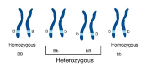 Homozygous - Definition and Examples - Biology Online Dictionary