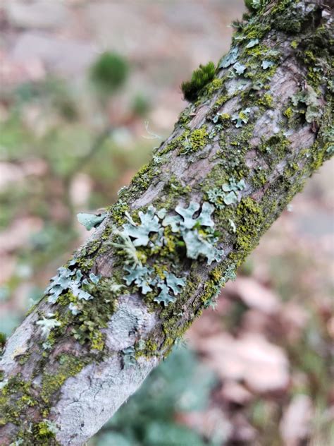 Tree-Dwelling Lichen - For The Love Of Trees, LLC : For The Love Of Trees, LLC