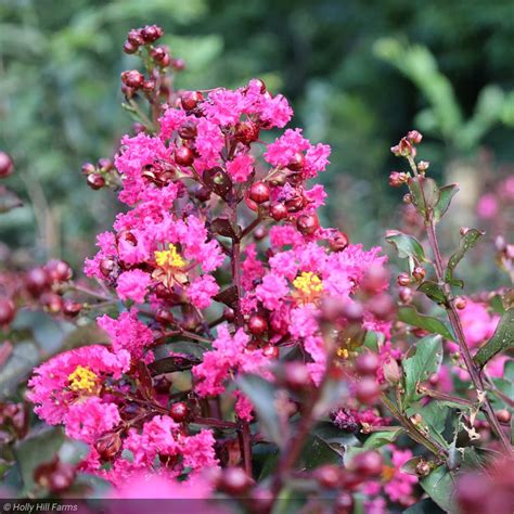 Crape Myrtle, Pink Velour #7 – Greenwood Creek Nursery