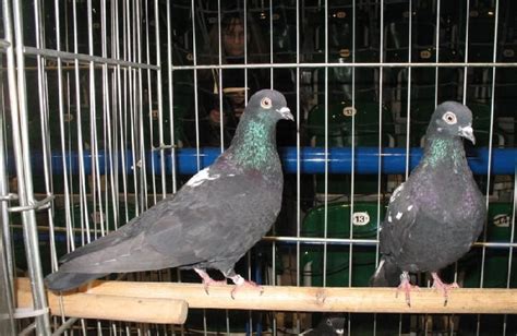 Polish Tippler Pigeons | Pigeontype