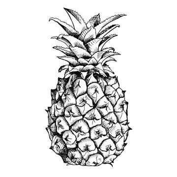 Discover more than 79 pineapple pencil sketch - seven.edu.vn