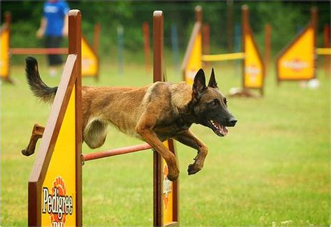 lilly | Belgian malinois dog, Dog agility, Malinois dog