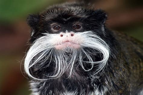 Bearded Animal: Why Do Some Animals Have Beards?