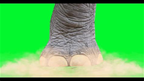 GREEN SCREEN Elephant Foot Stomp With Sound - YouTube