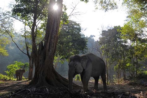 Sumatran elephants pushed out of homes, toward humans