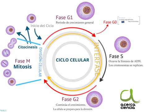 El ciclo celular es un conjunto ordenado de eventos que culmina con el crecimiento de la célula ...