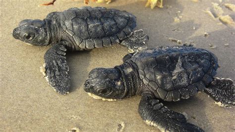 Kemp's ridley sea turtles pick up nesting pace on Padre Island