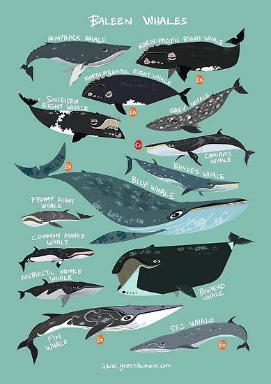 Baleen Whales Poster by rohanchak | Baleen whales, Whale species, Whale art