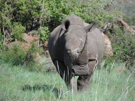 Society for Conservation Biology | Rhino Conservation in Africa