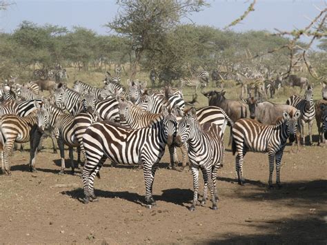 Images Gratuites : la nature, aventure, animal, faune, zoo, troupeau, savane, zèbre, animaux ...