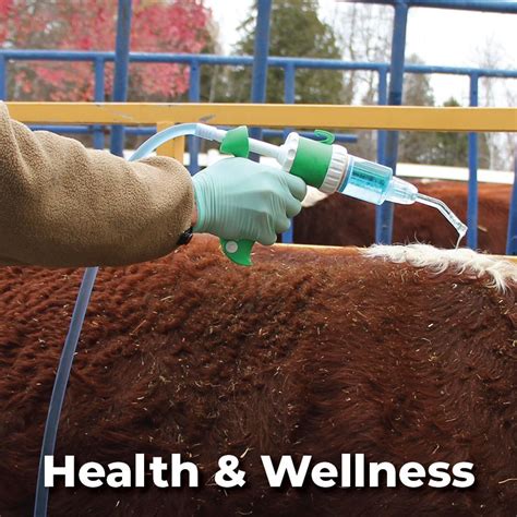 Cattle Health & Wellness