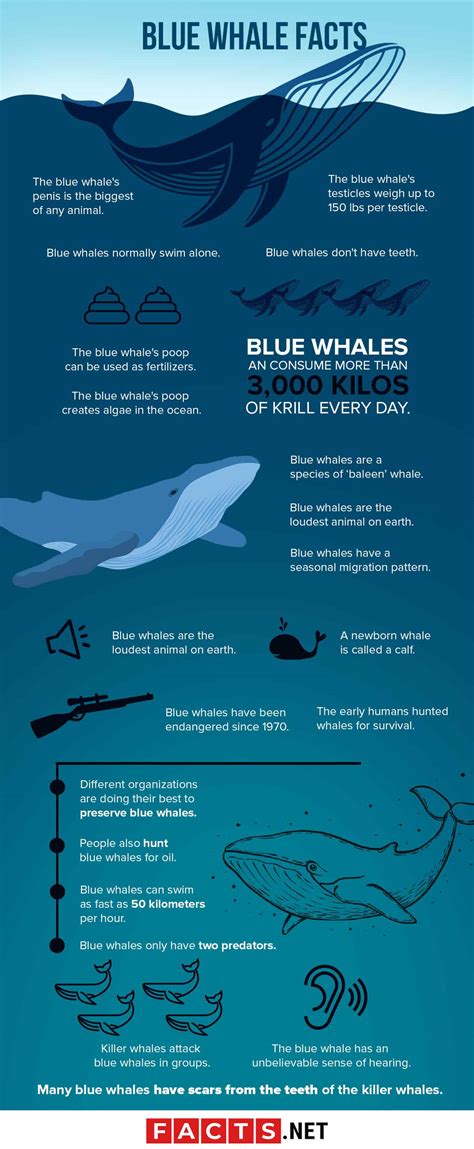 50 Incredible Blue Whale Facts For You To Find Out