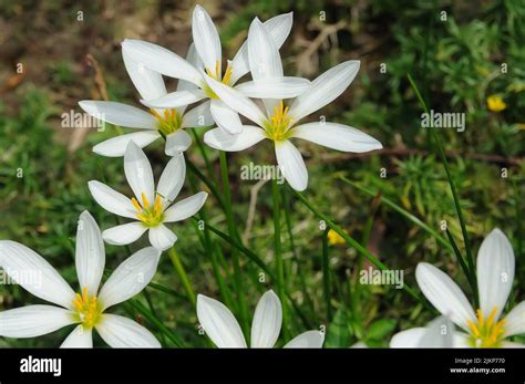 Blooming white rain lilies Zephyranthes carinata Stock Photo - Alamy