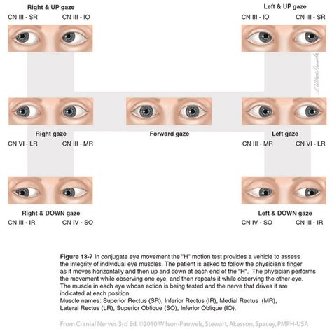 conjugate eye movement | Optometry, Best nursing schools, Nursing notes