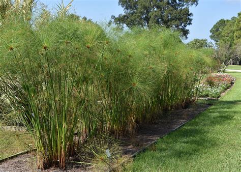 Ancient papyrus performs in Mississippi gardens | Mississippi State ...