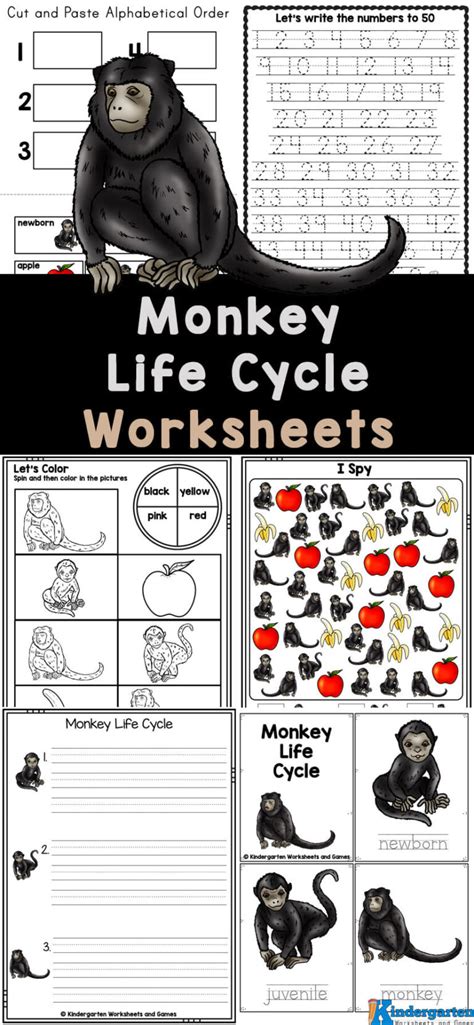 🐒 FREE Printable Monkey Life Cycle for Kids Worksheets