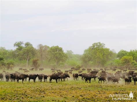 Herd of Cape Buffalo Namibia | AfricaHunting.com