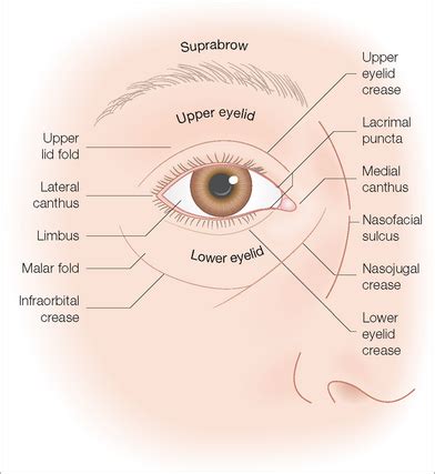 Periorbital Anatomy