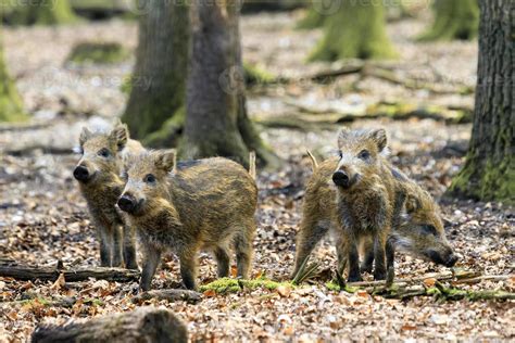 Young sus scrofa group 1383196 Stock Photo at Vecteezy