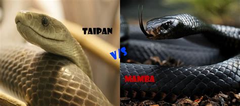 Inland Taipan vs Black Mamba | The World’s Deadliest Snake? | Learnodo ...