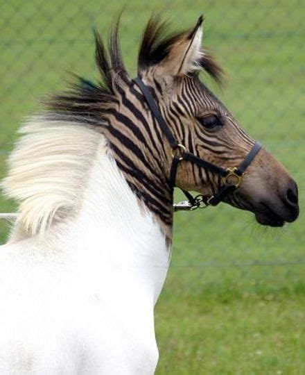 Hybrid Zebra/Horse Arrives in Germany | Horses, Zorse, Animals beautiful