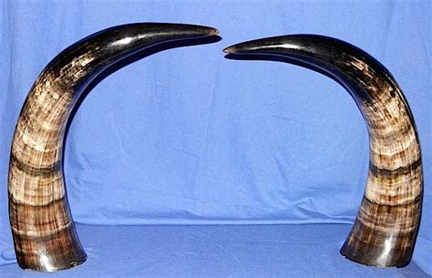 Pair of fine hand-polished Zebu horns - Bos primigenius indicus - 49cm ...