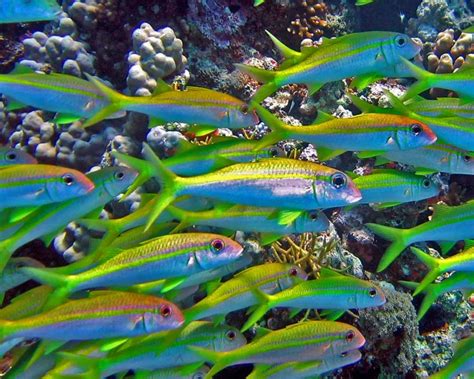 Yellowfin goatfish - Facts, Diet, Habitat & Pictures on Animalia.bio