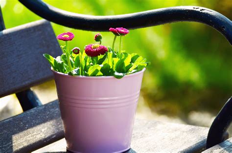 Free picture: flower pot, flower, bloom, bench, metal