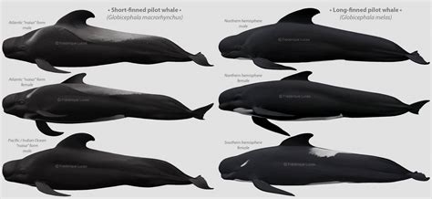 A plethora of pilot whales by namu-the-orca on DeviantArt