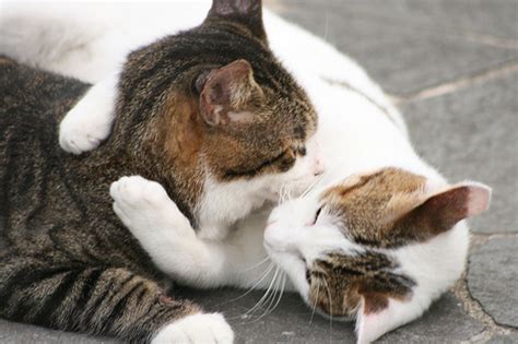 Hugging Cats Cute Pictures-Images | Funny And Cute Animals