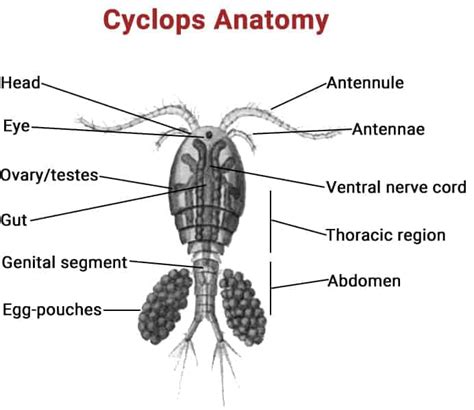 Cyclops Profile and Culture Guide - Shrimp and Snail Breeder