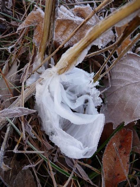 Have You Ever Seen A Frost Flower? - WDRB Weather Blog