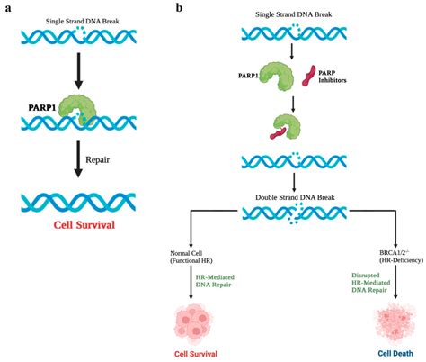 Cancers | Free Full-Text | Mechanisms of PARP-Inhibitor-Resistance in ...