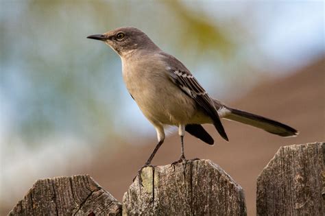 10 Interesting Facts About Mockingbirds | Cool Kid Facts