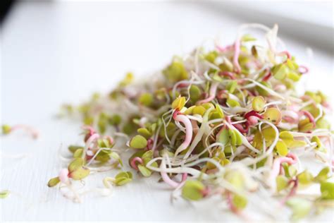 Radish Sprouts - Markito Fitness & Nutrition