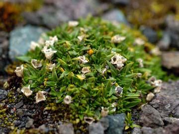 Antarctic Pearlwort