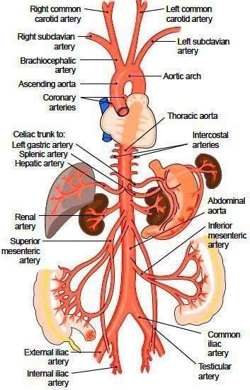 Anatomy/Physiology Chart: Aorta and aortic branches, liver, kidneys ...