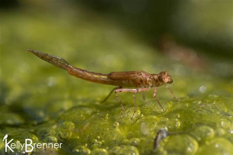 Damselfly larvae (Day 230) | Nature projects, Science for kids, Nature