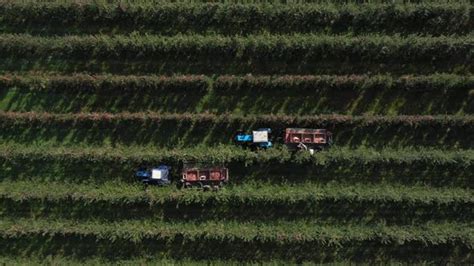 The Harvest Season in the Fruit Orchard, Stock Footage | VideoHive