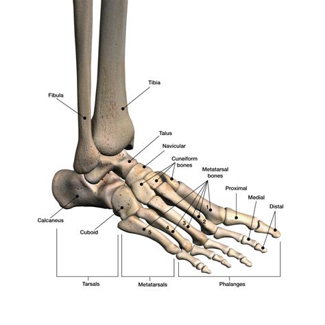 Mobile Ankle and Foot Physical Therapy in Scottsdale, AZ