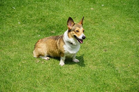 Photograph of an Adult Brown and White Corgi · Free Stock Photo