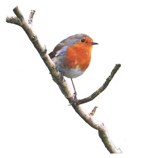 Robin On a Branch PNG.. by AlzStock.deviantart.com on @deviantART | Dog art, Art, Greyhound art