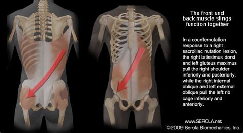 Coordinated Rotation Of The Trunk Sacroiliac Joint | Free Nude Porn Photos