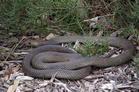 Snake handler bitten - ABC Wide Bay Qld - Australian Broadcasting Corporation