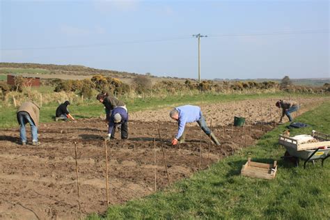 Bosavern Community Farm: Potato Planting Week - the photos.