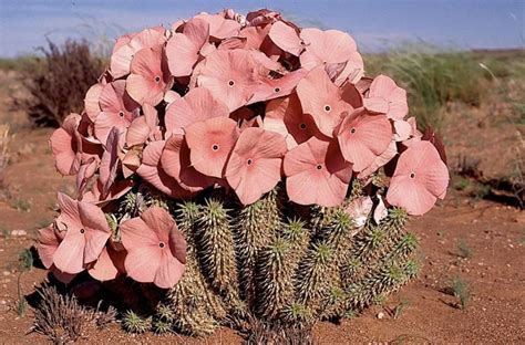 Hoodia gordonii | Cactus plants, Planting succulents, Plants