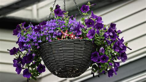 The Best Method For Watering Hanging Plant Baskets